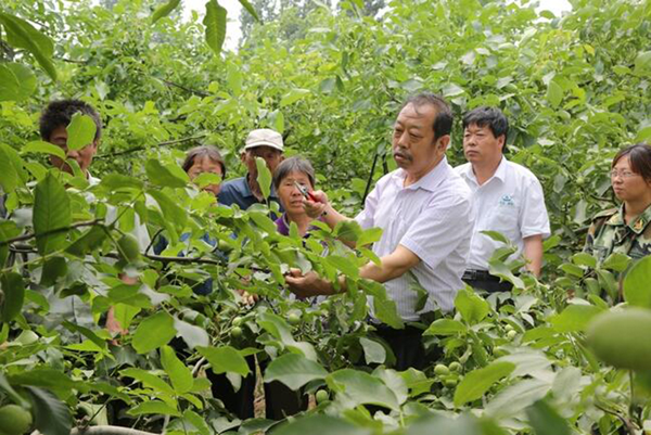 图为李保国在田间为农户解说核桃莳植适用手艺。。。